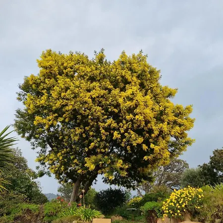 Coustelline Apartment Le Lavandou