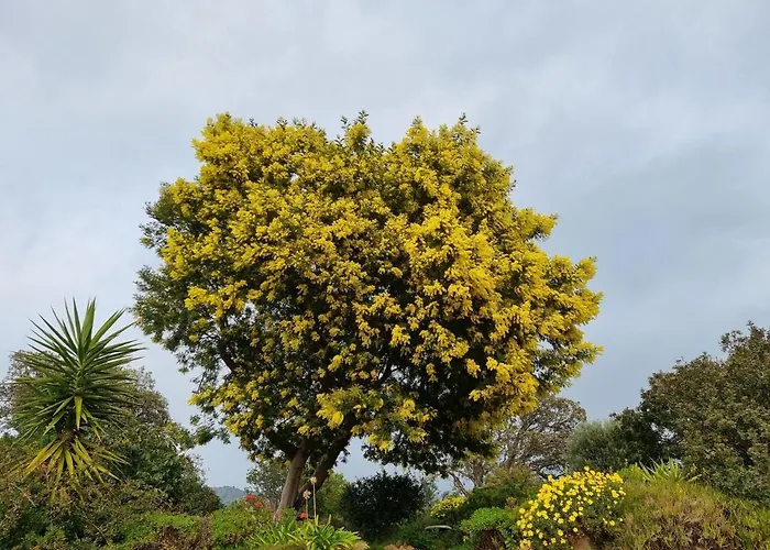Coustelline Apartmán Le Lavandou
